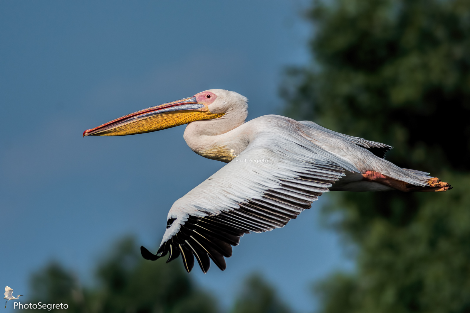 Pelican in flight !!!
