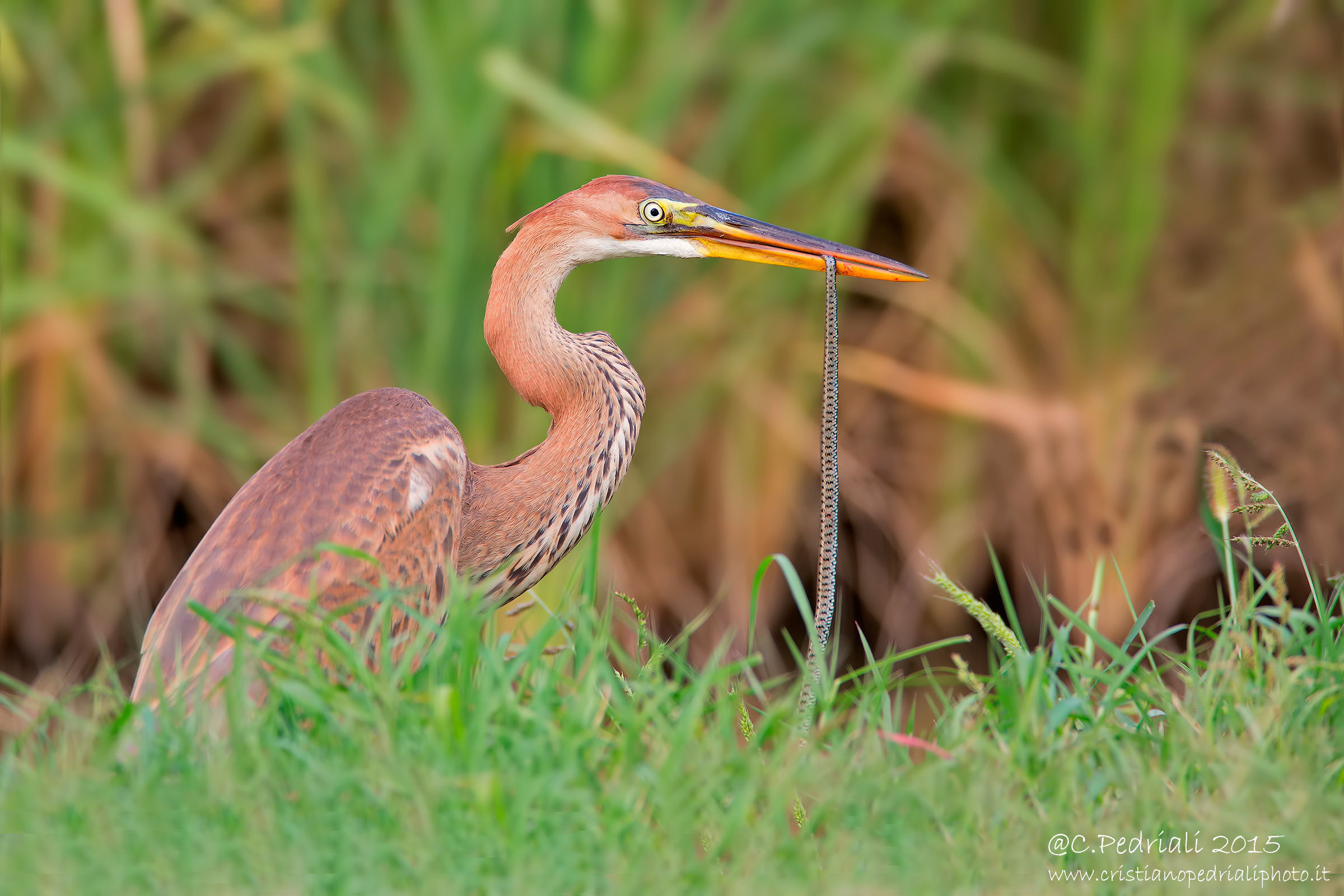 Purple Heron with snake ...