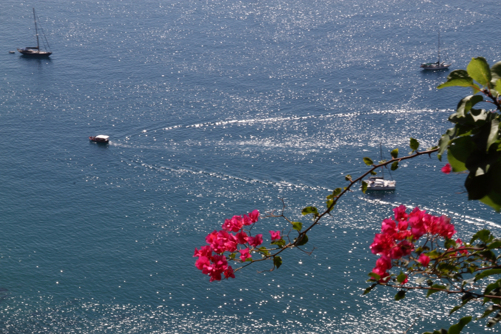 The flower in the sea