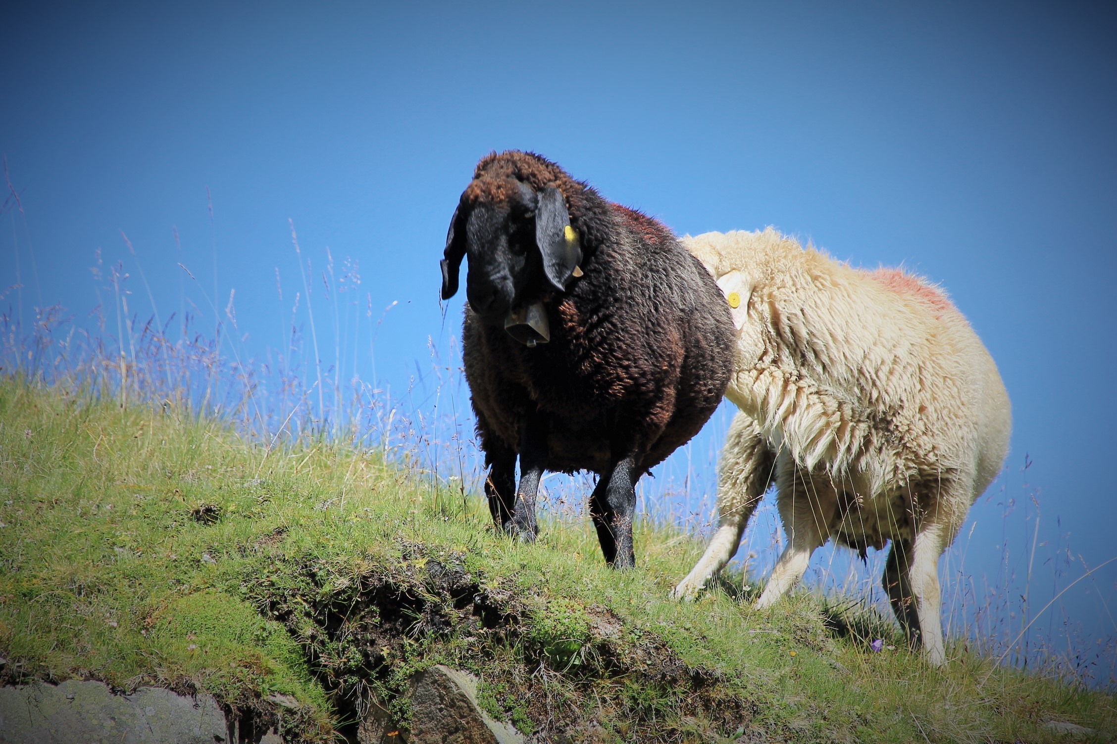 Bianco-Nero a colori
