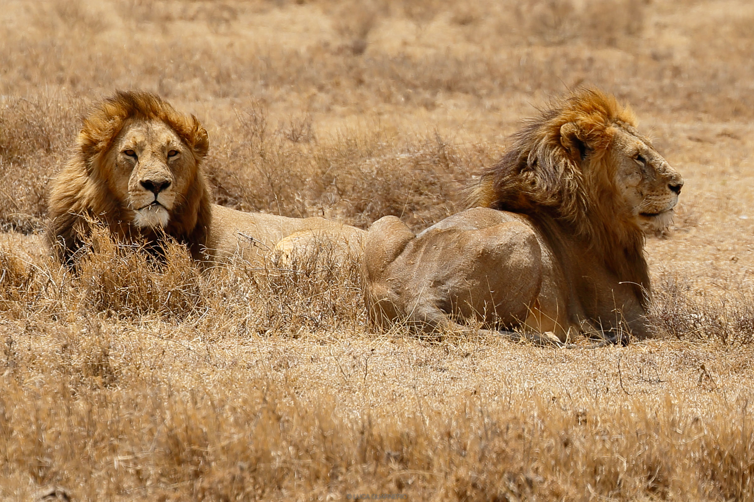 brothers lions