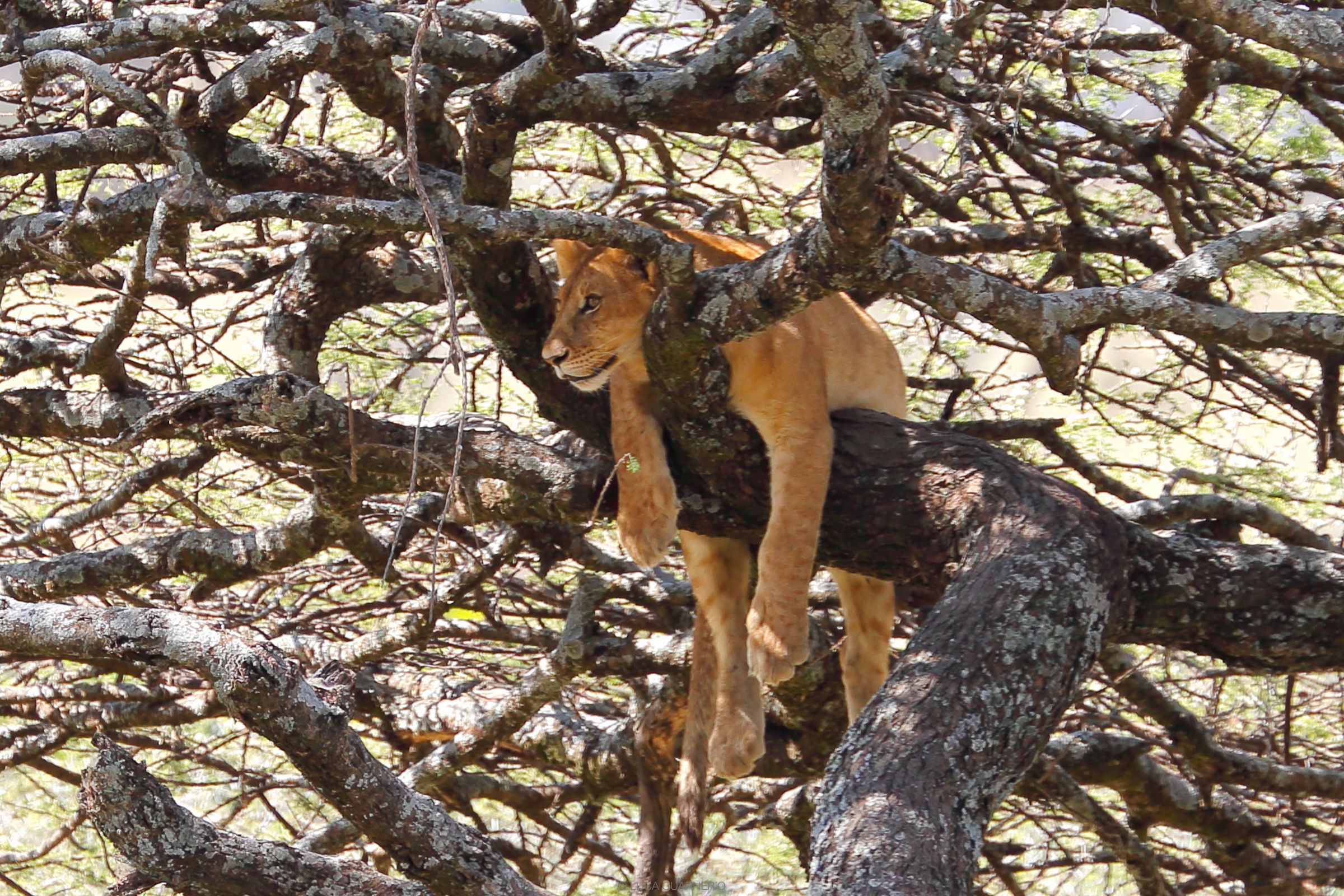 lion lookout tree