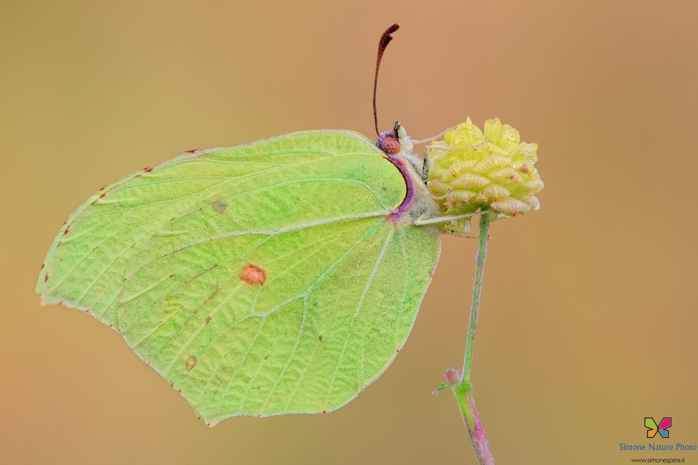 Gonepteryx rhamni......