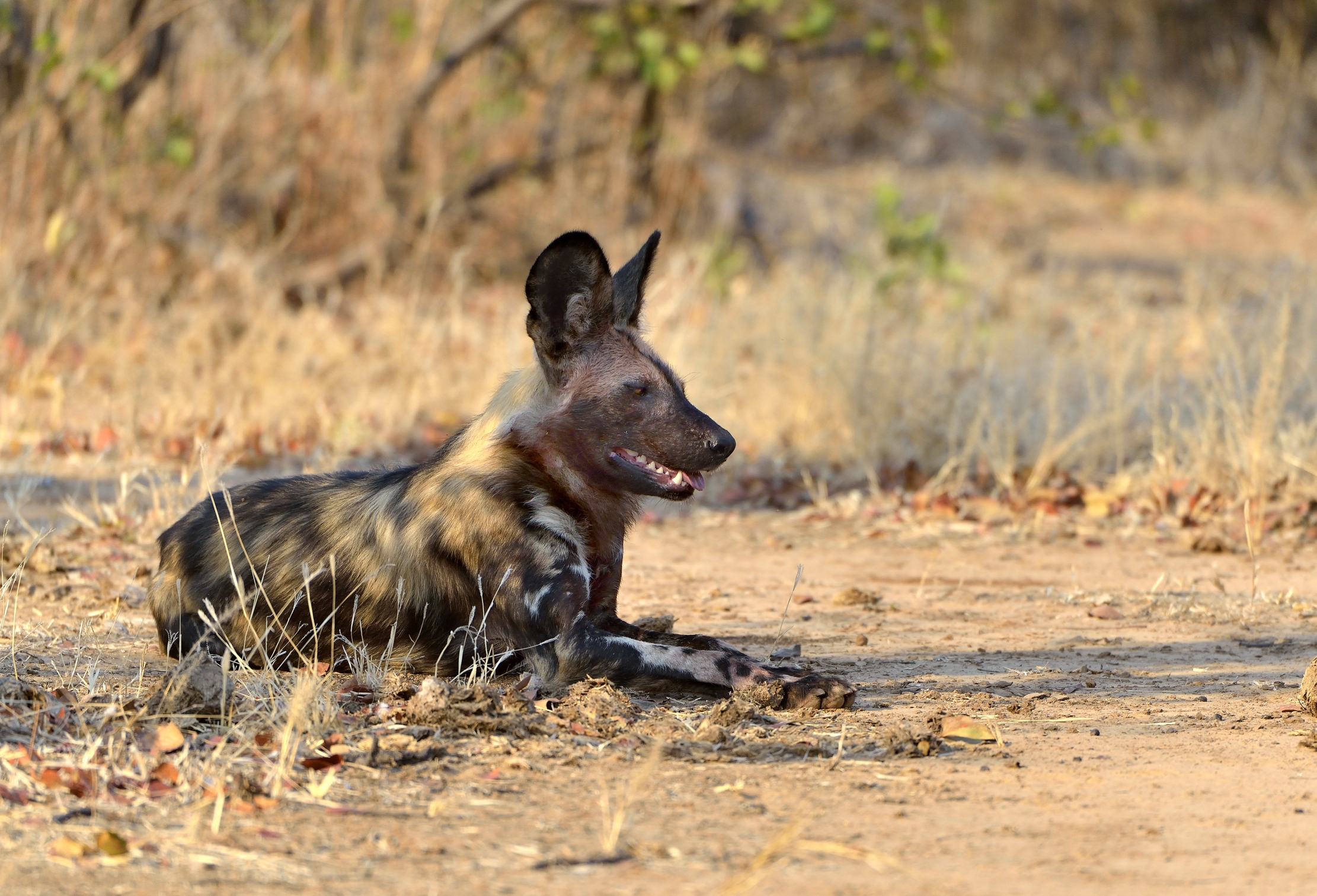 Zimbabwe 2015 -  Incontri inaspettati a Mana Pools