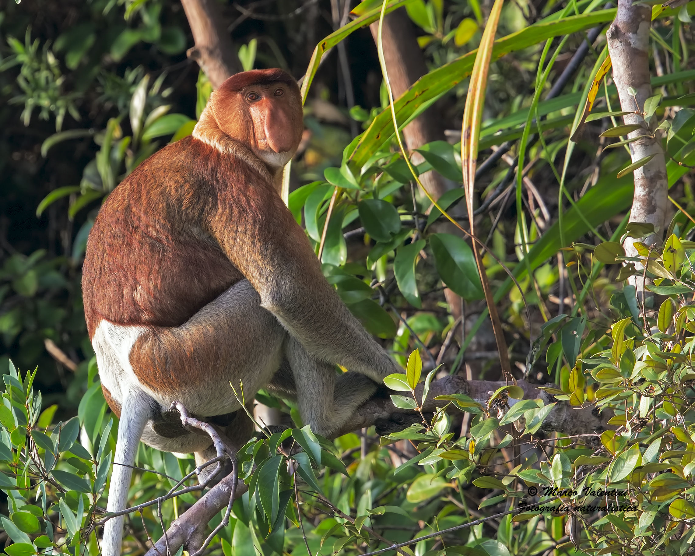 Meeting with the proboscis