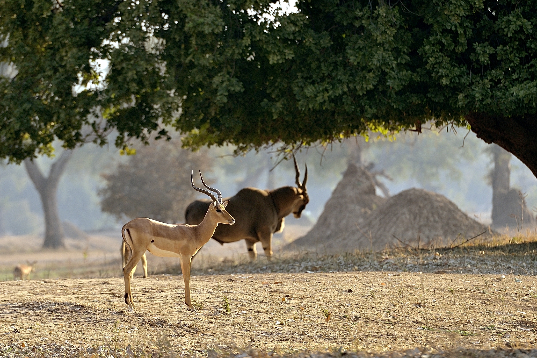 Zimbabwe 2015 -  Nel paradiso di ManaPools