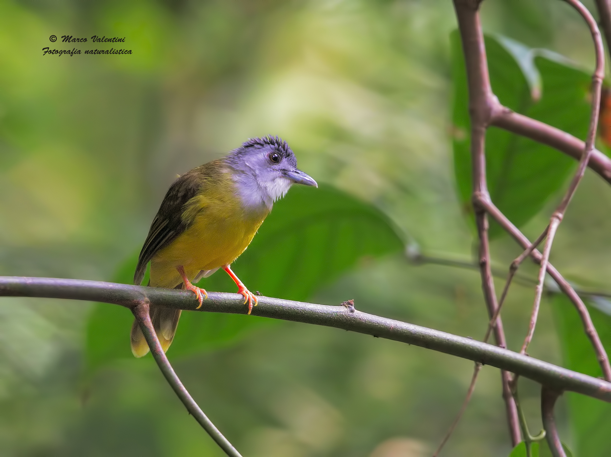 Grey-headed bearded bulbul