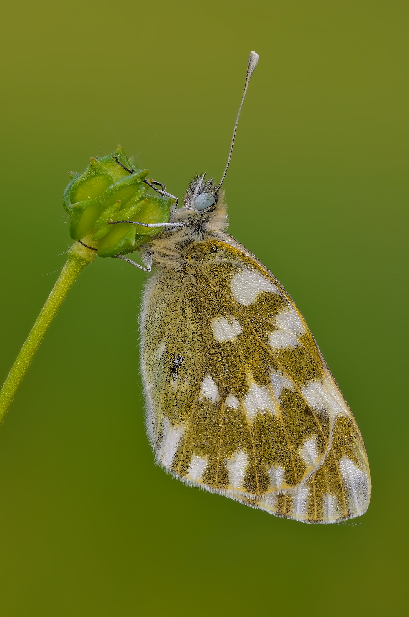 Gear shift ... (Pontia Edusa)
