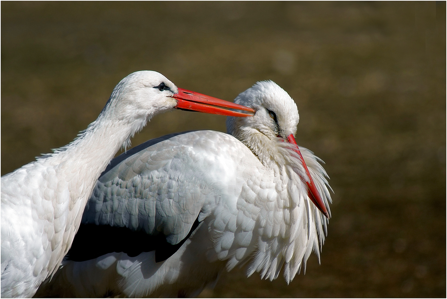 dispetti tra cicogne
