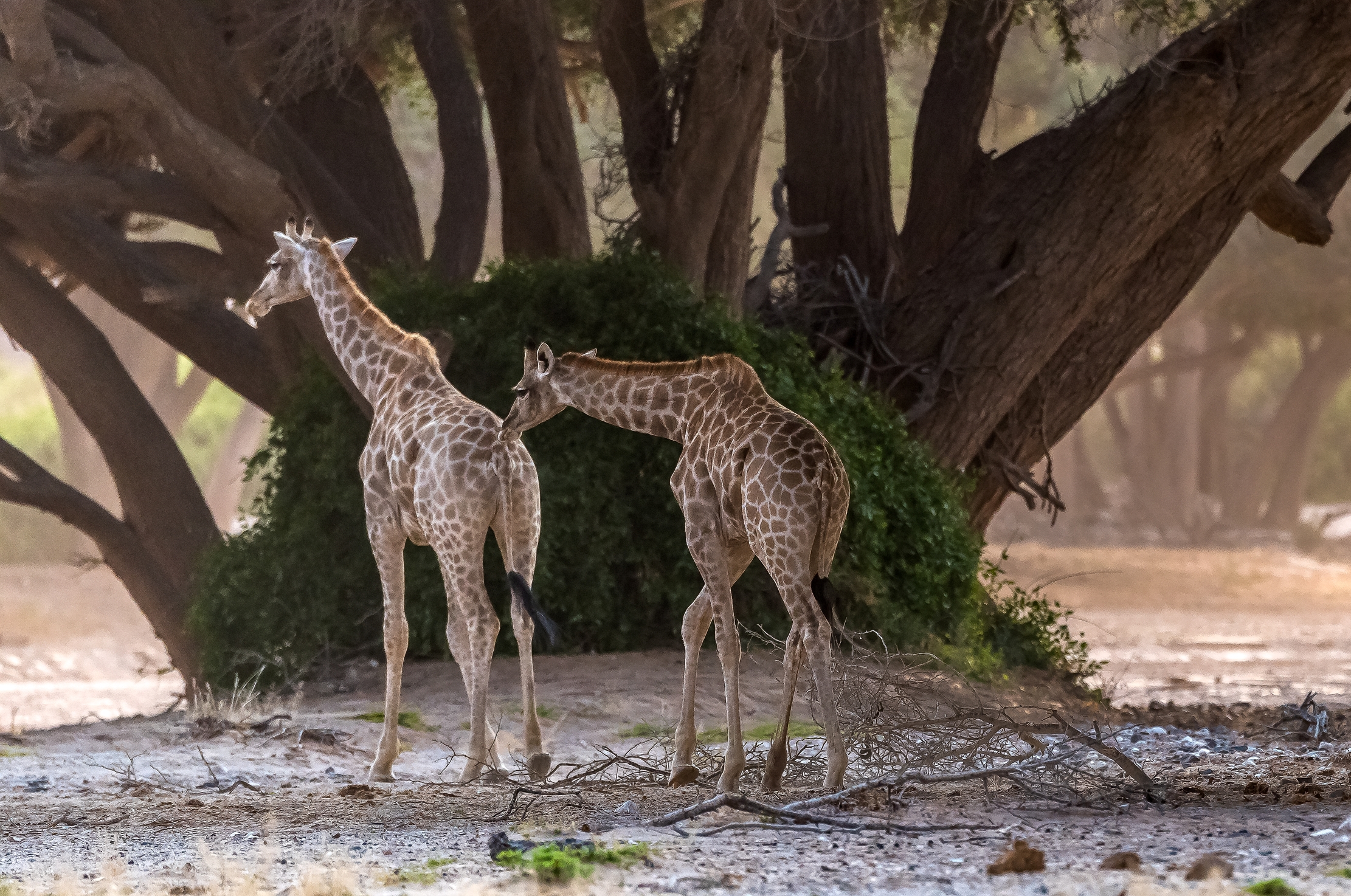 Deserto del Kaokoland - Giraffe