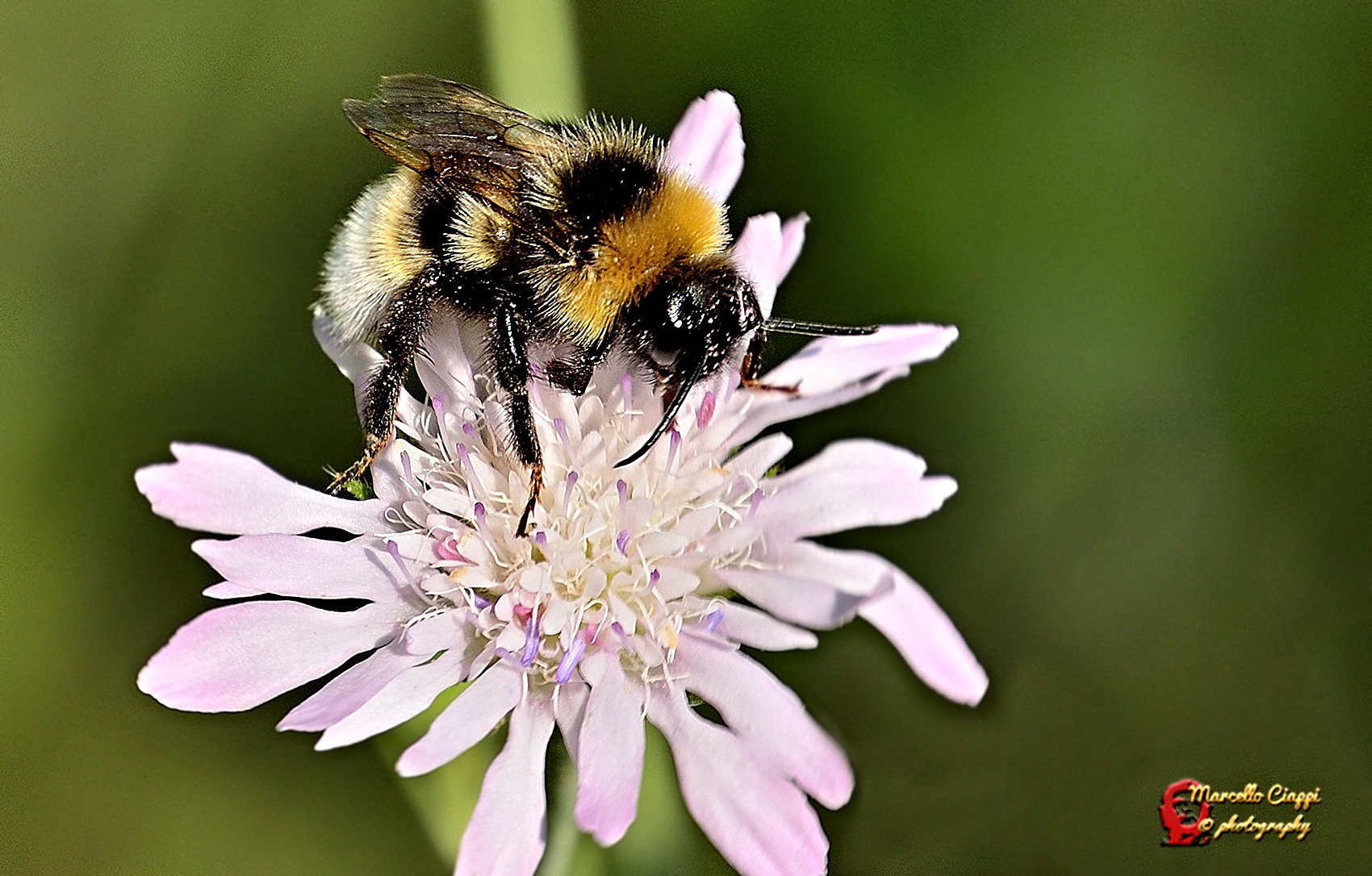 Bombus
