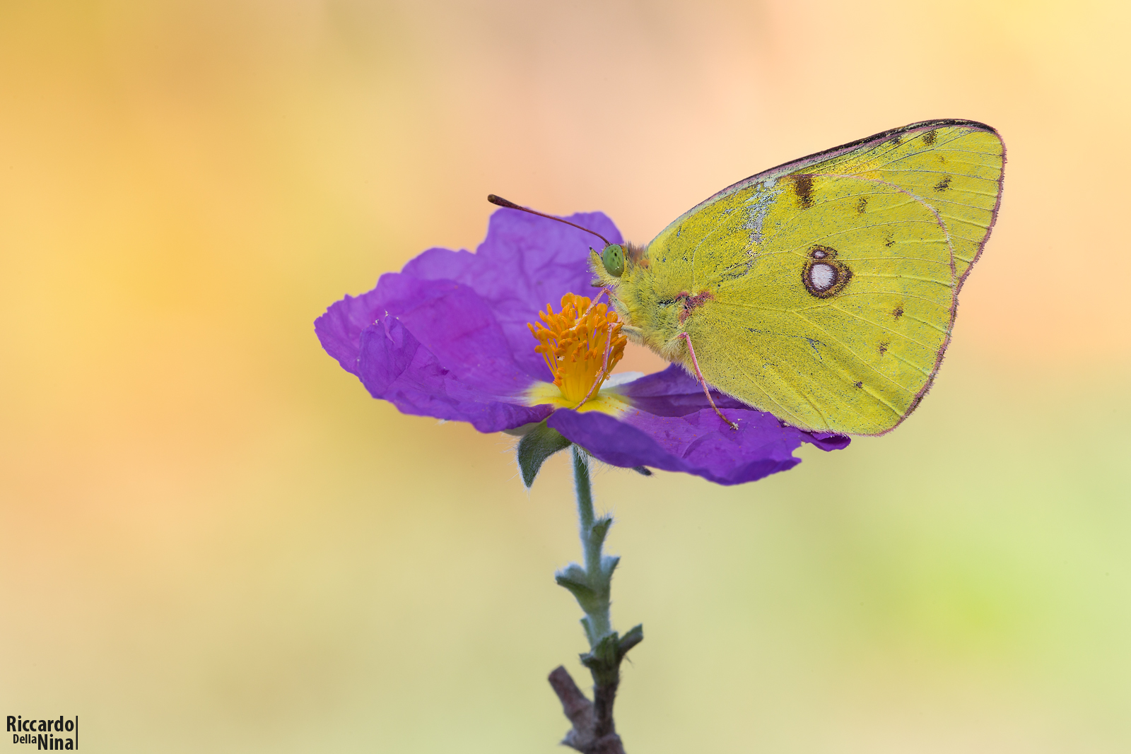 Colias crocea
