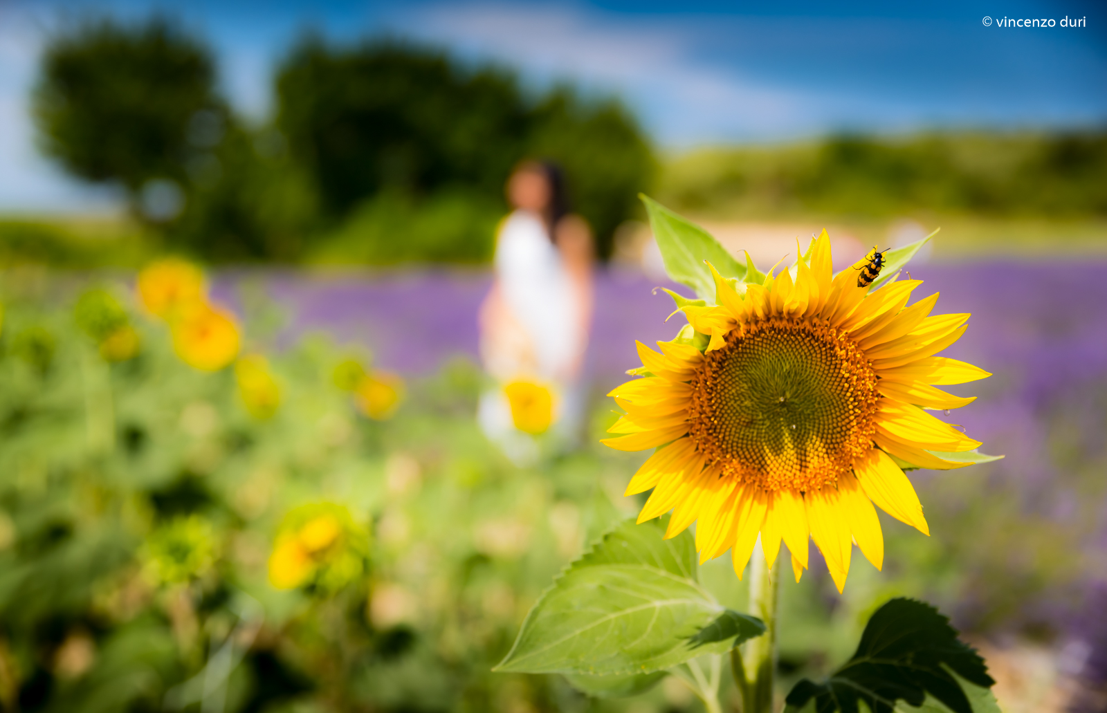 Impressioni provenzali