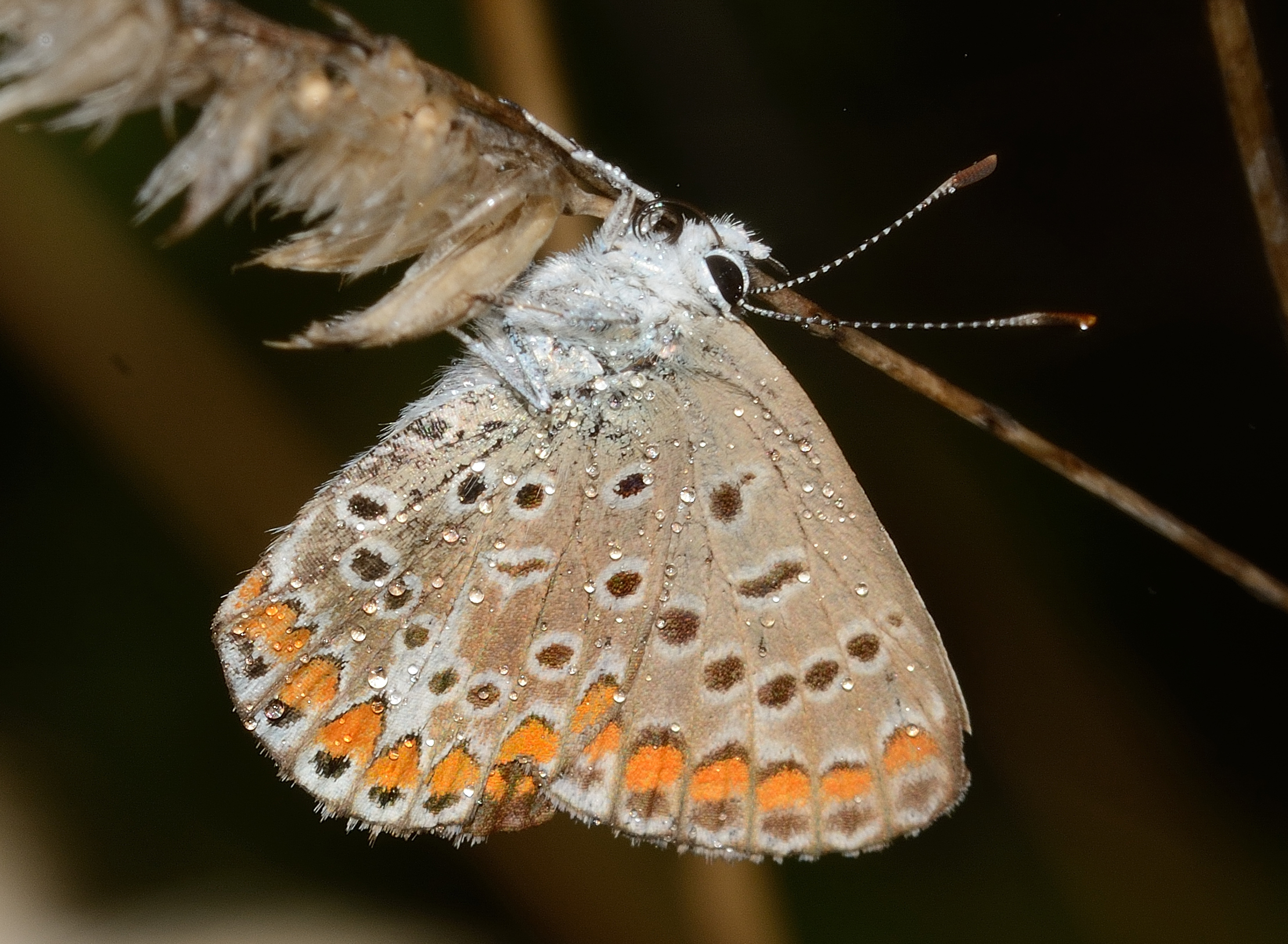 Polyommatus icarus