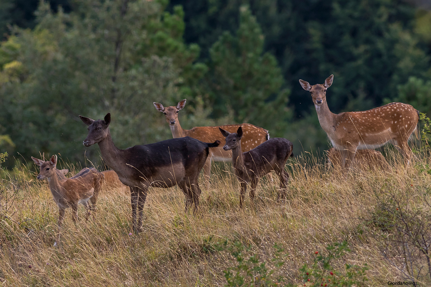 Femmine  di Daino ...e  cuccioli