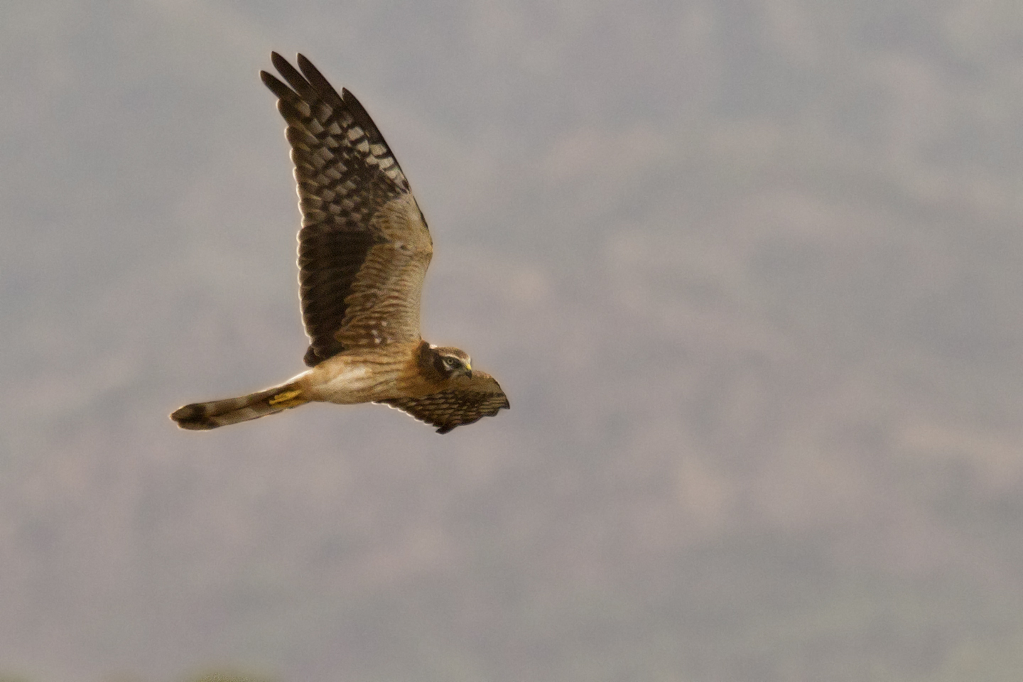 La mia prima albanella