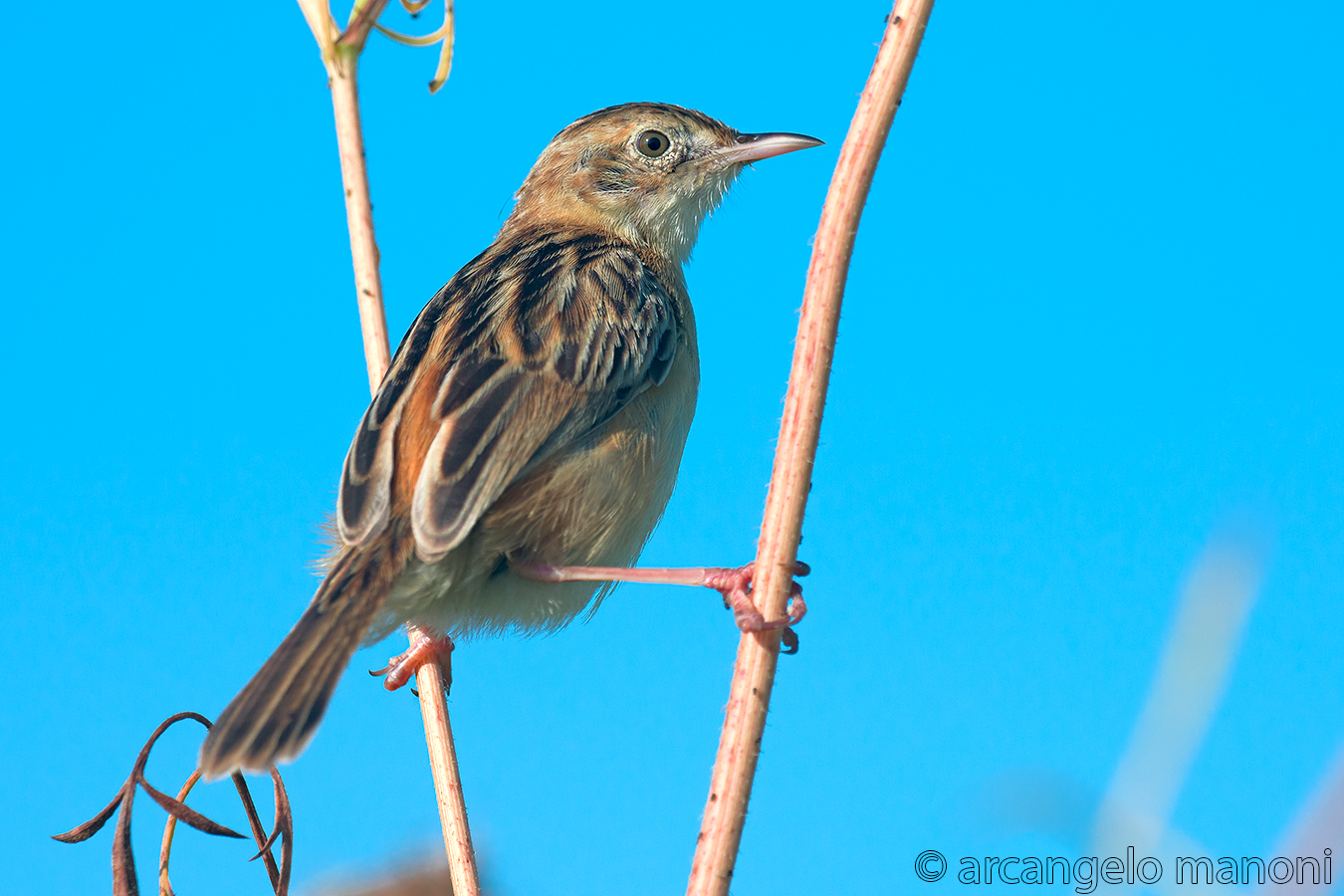 The swing of beccamoschino