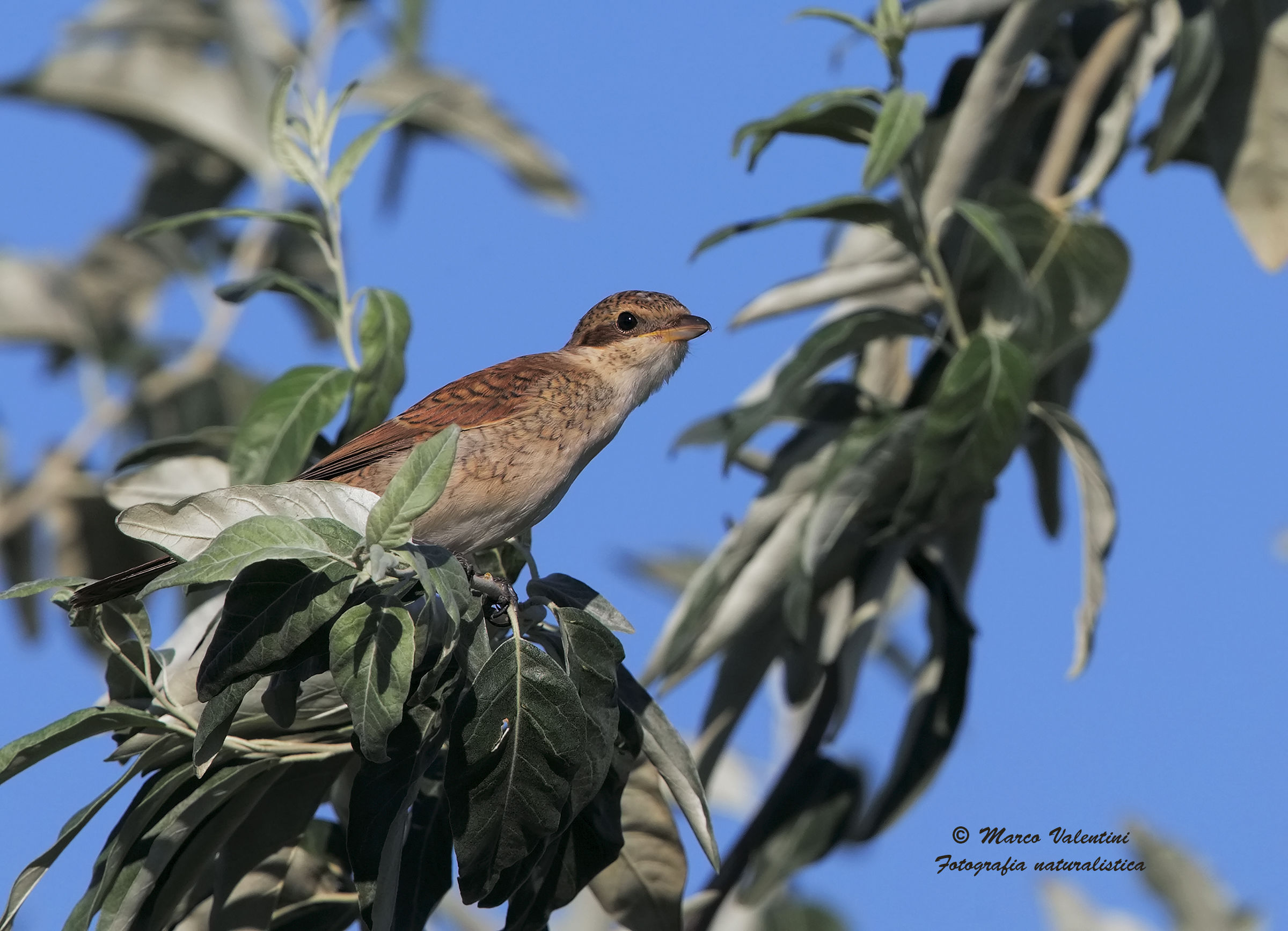 Having her on willow