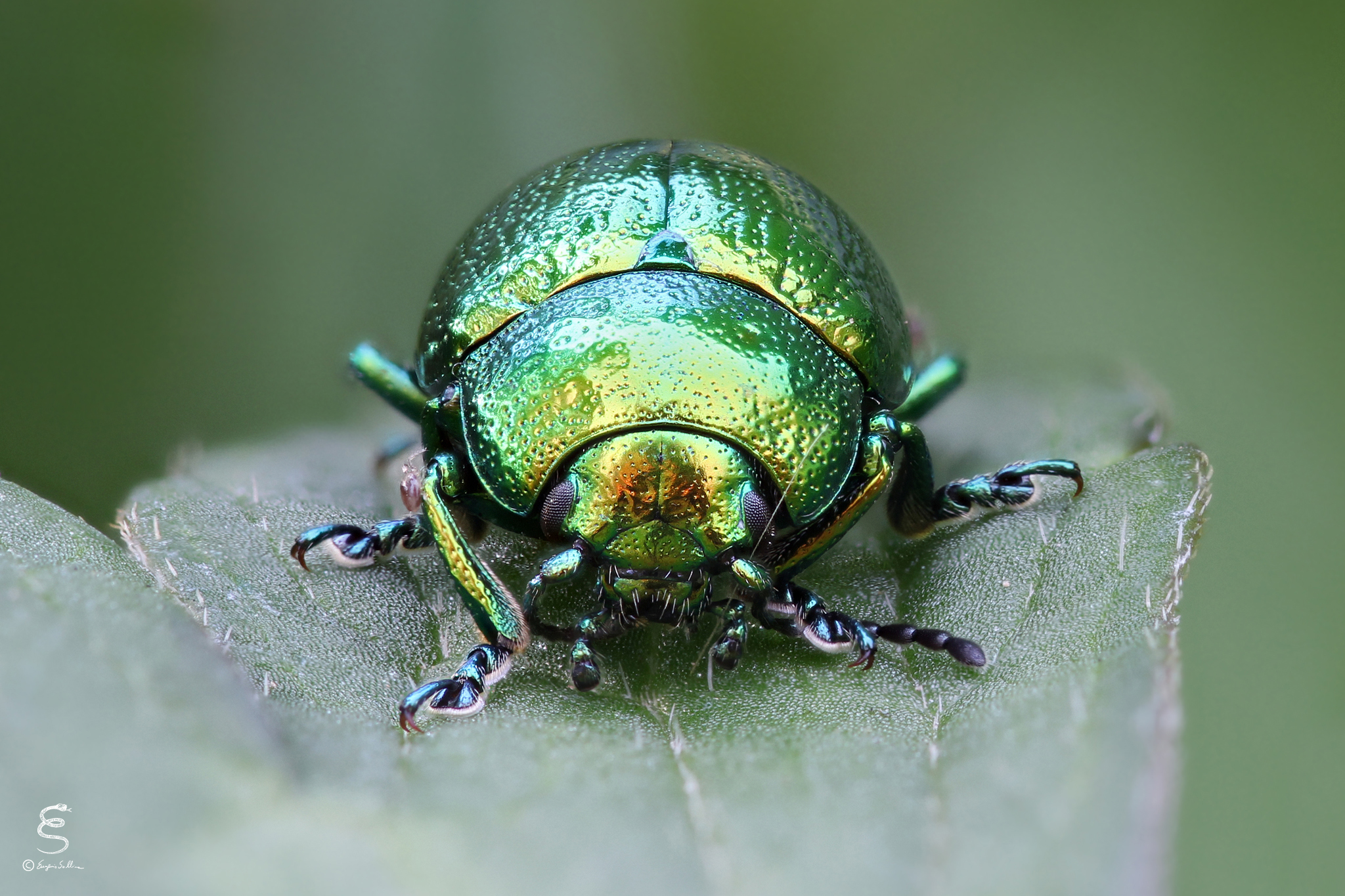 An emerald with six legs