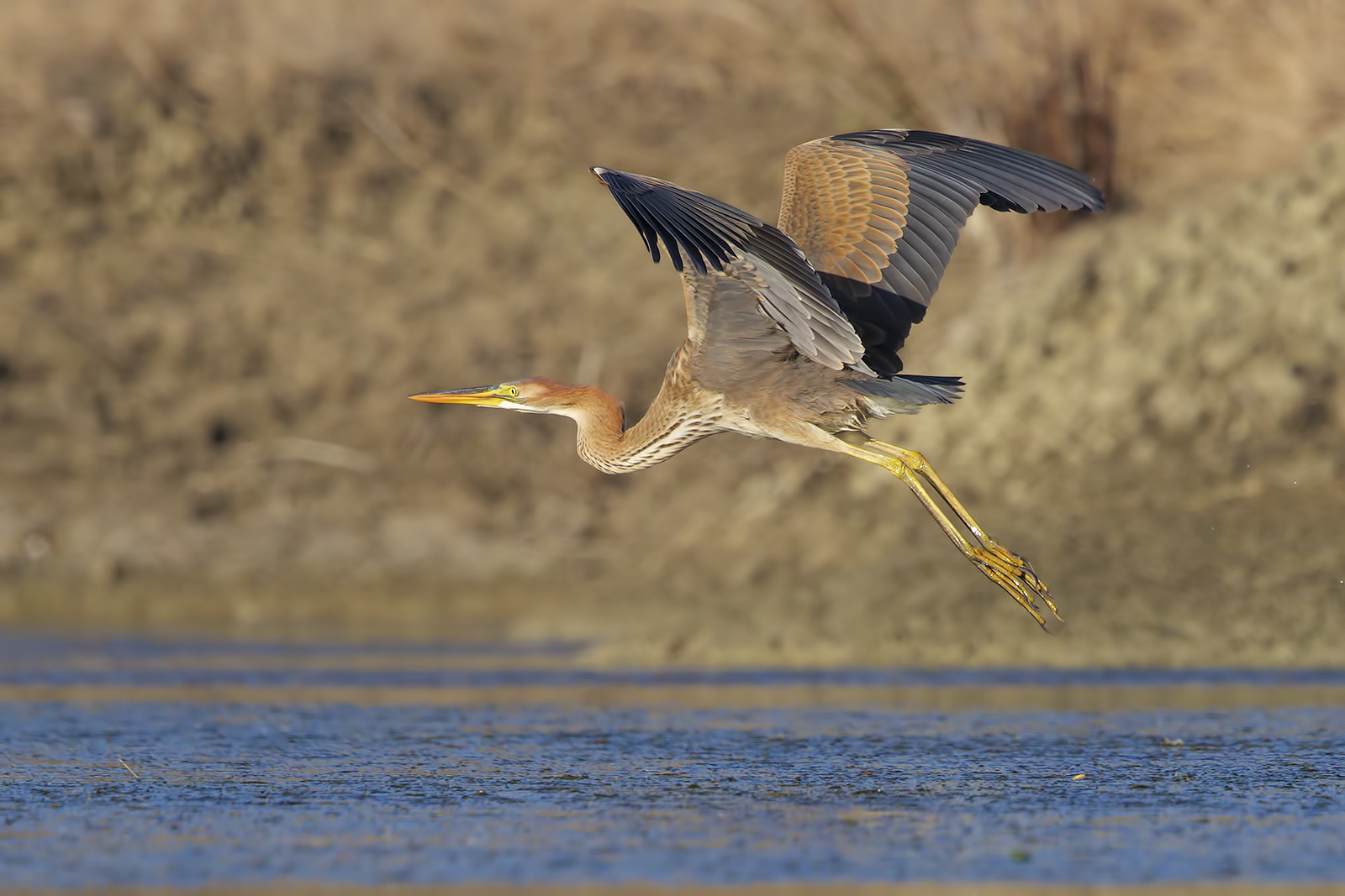 Purple Heron