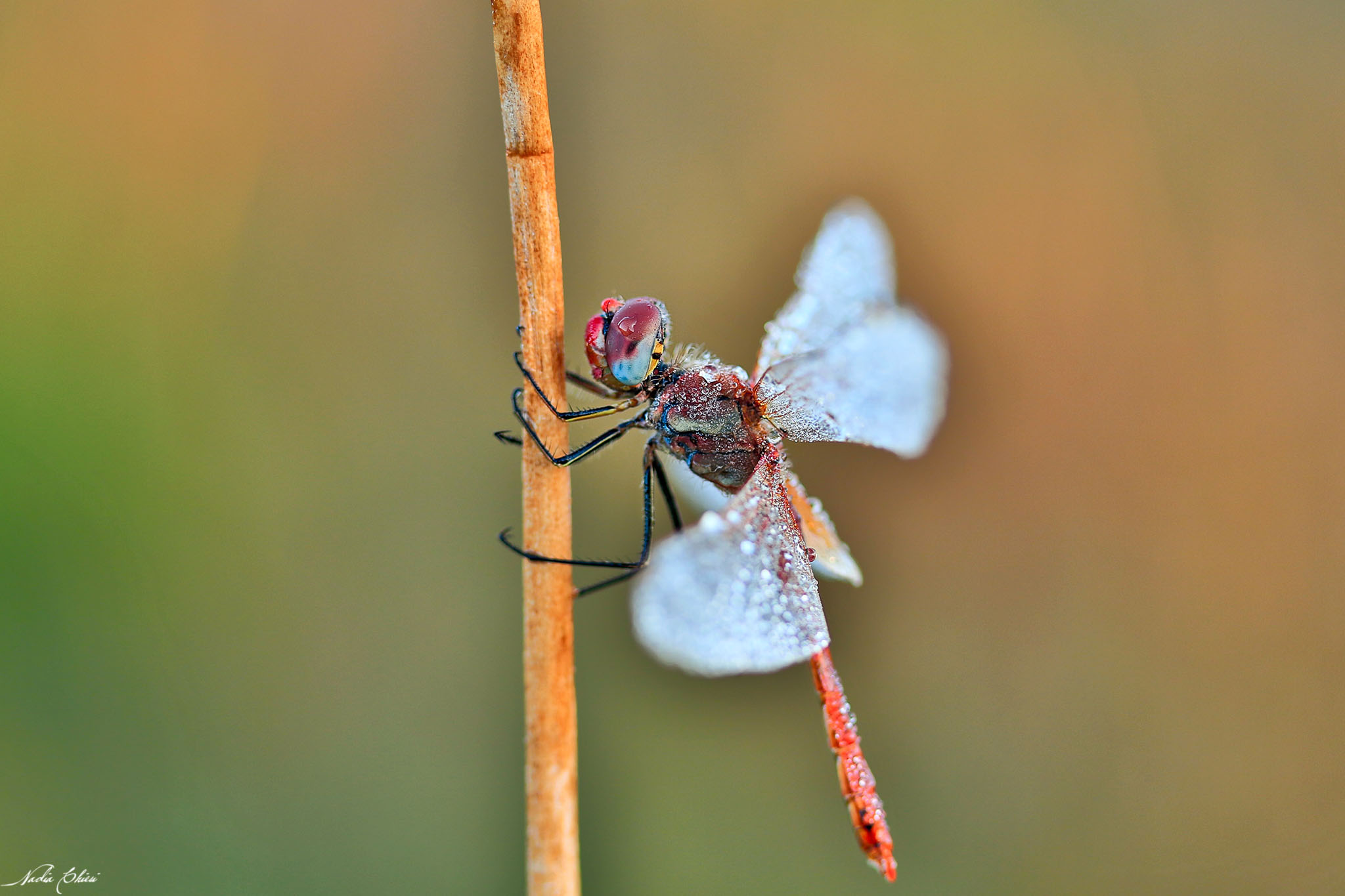 Libellula "survivor"