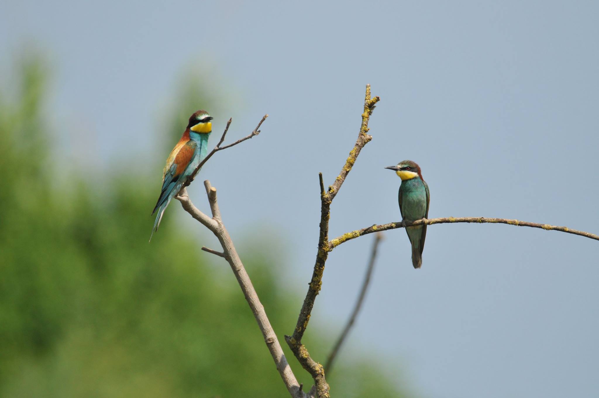 Bee-eaters