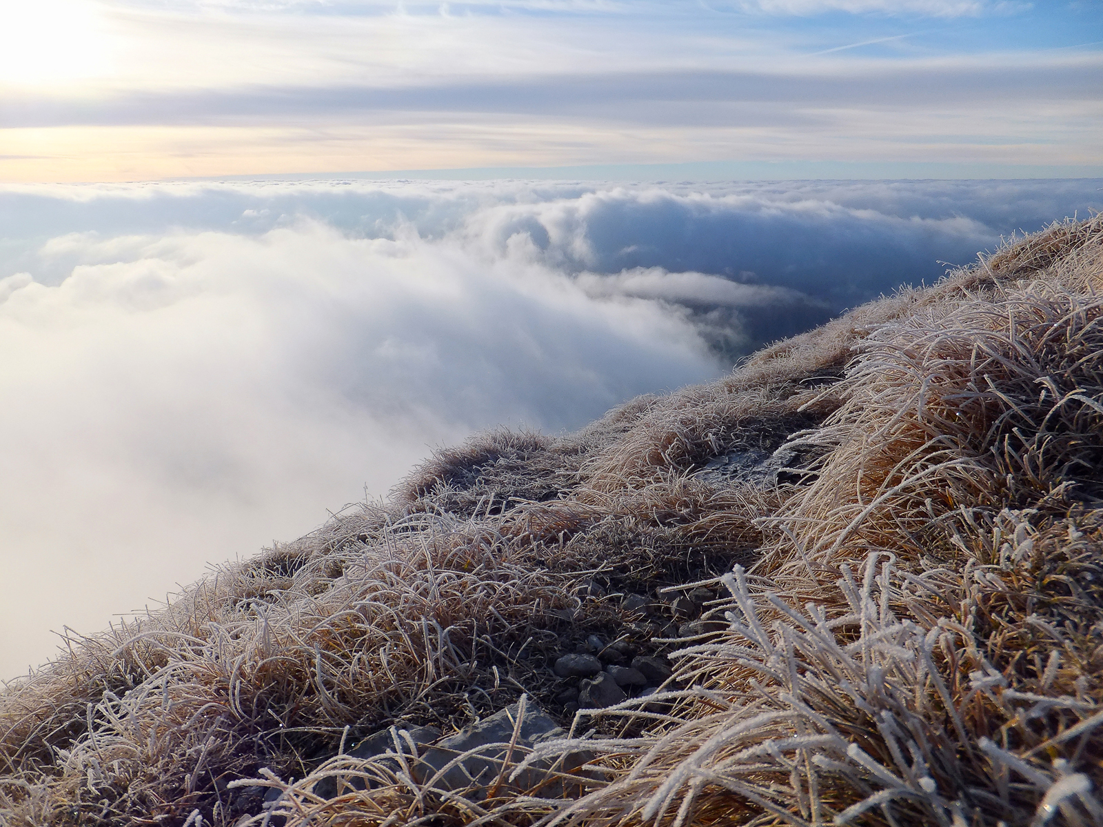 Fili d'erba ricoperti di brina
