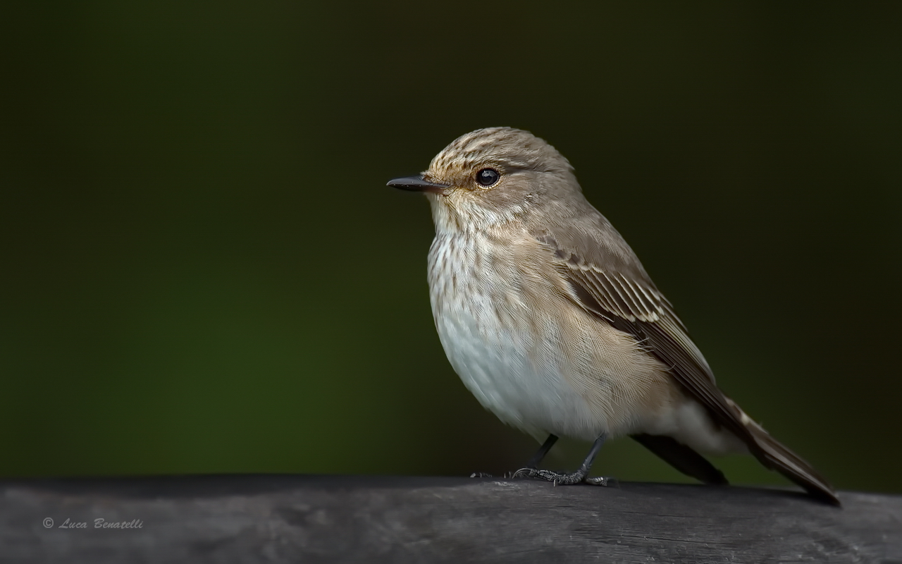 Flycatcher