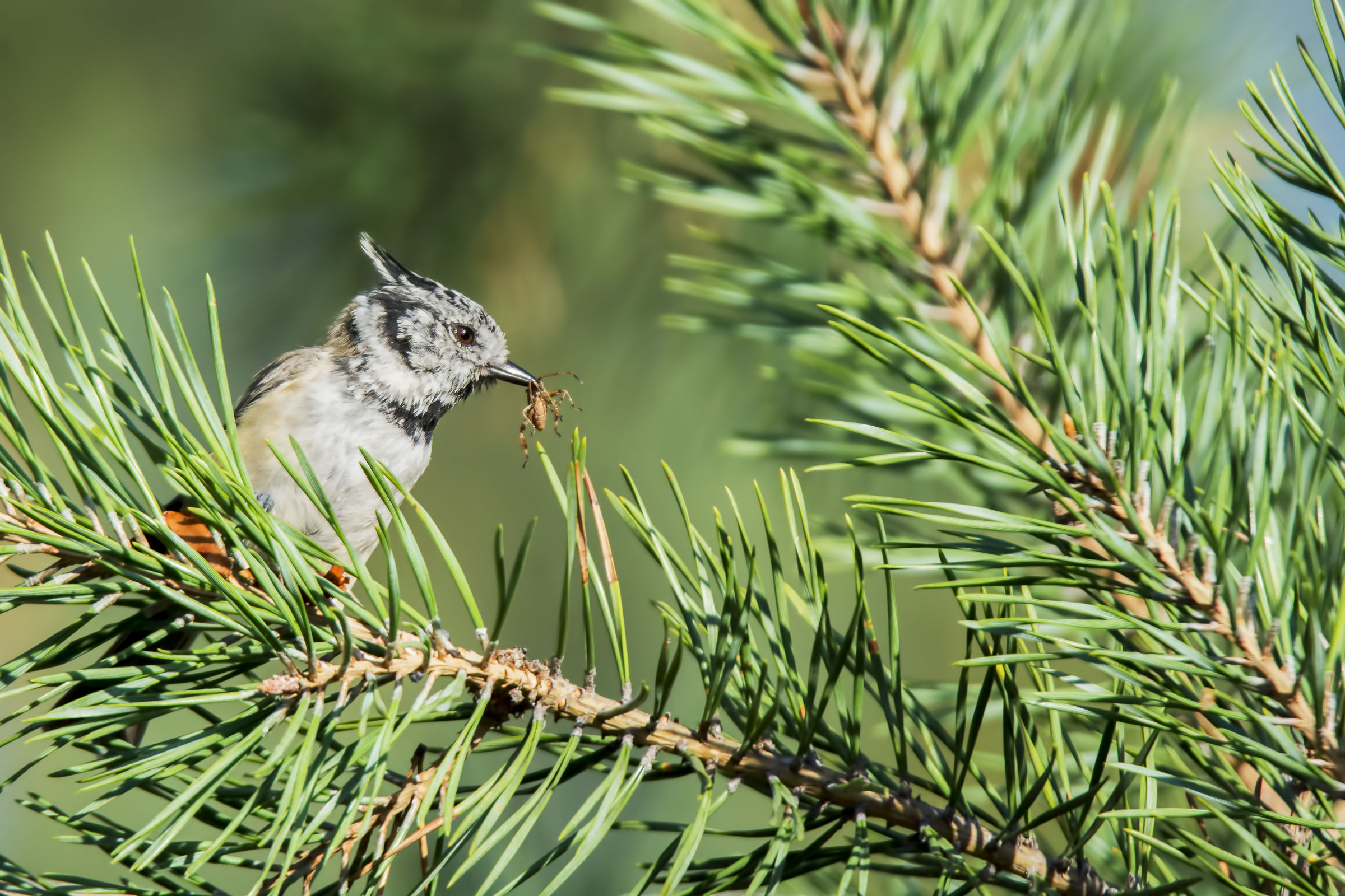 Cincia dal ciuffo con preda