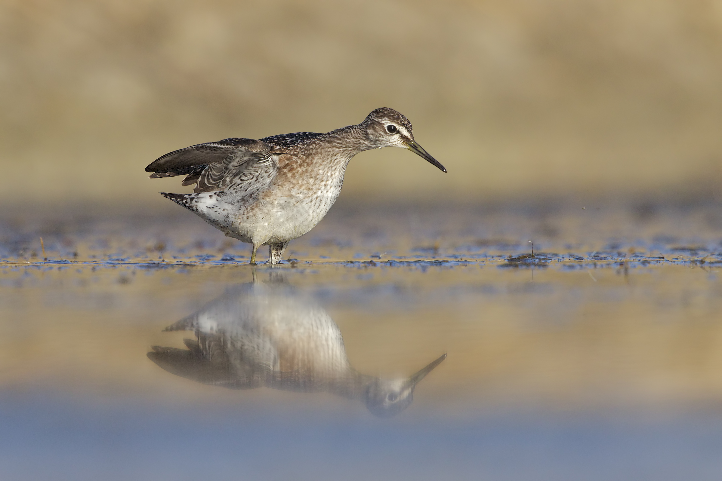 Piro piro boschereccio