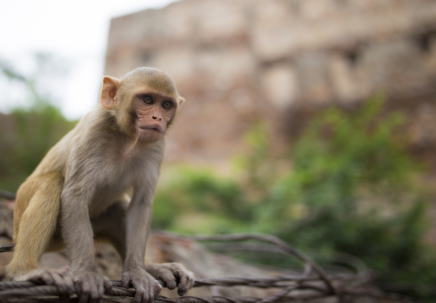 looking well primate evolution ..