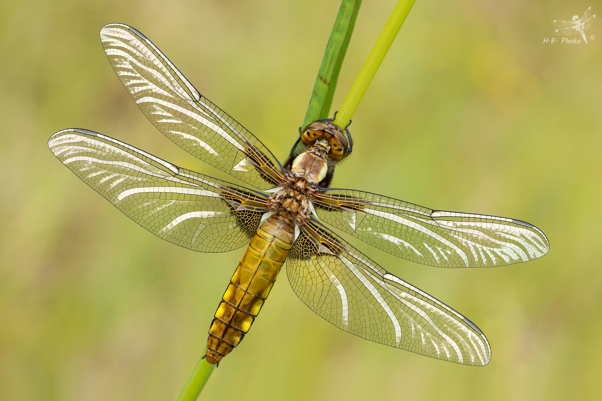 Libelulla depressa, female, newborn