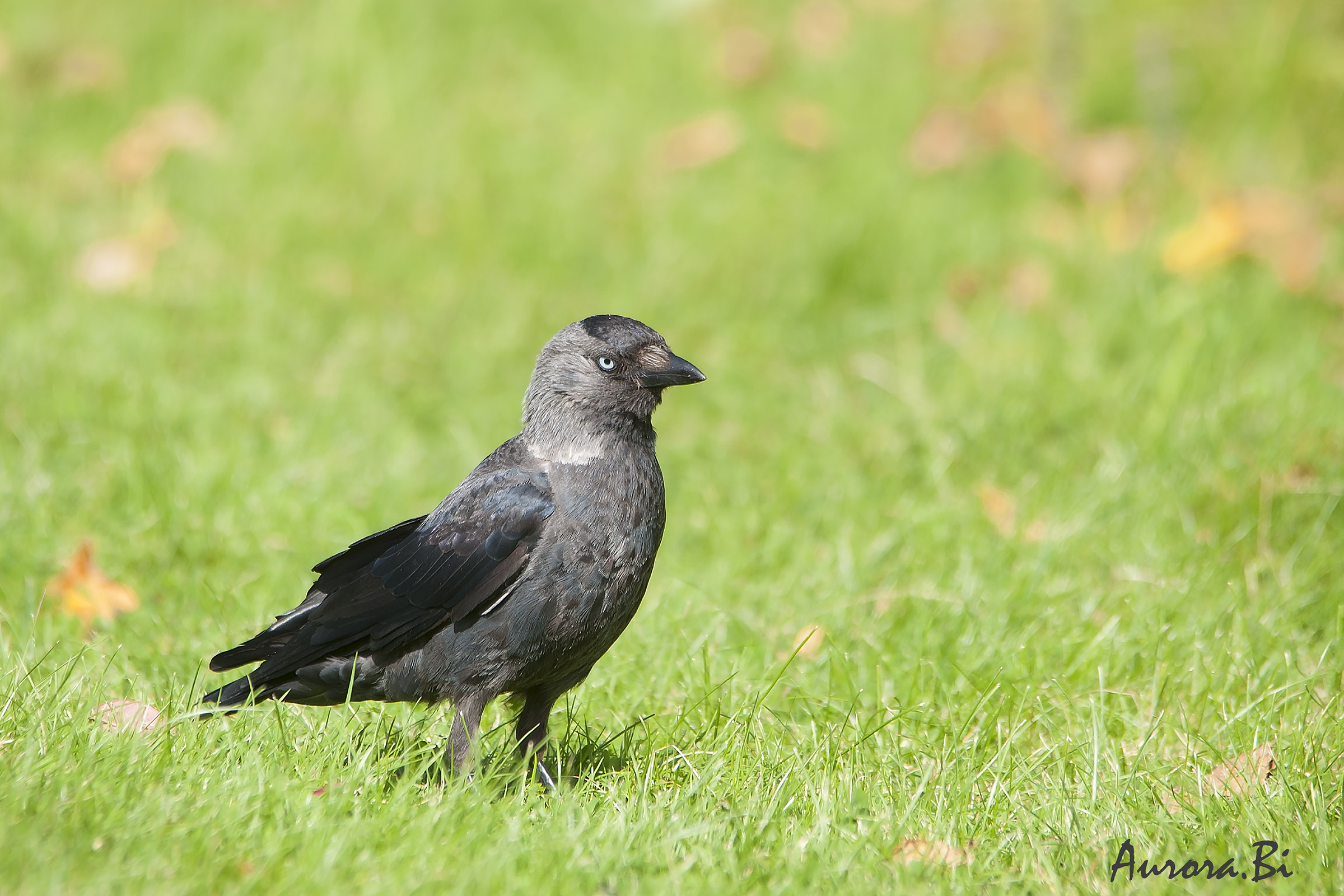 Jackdaw