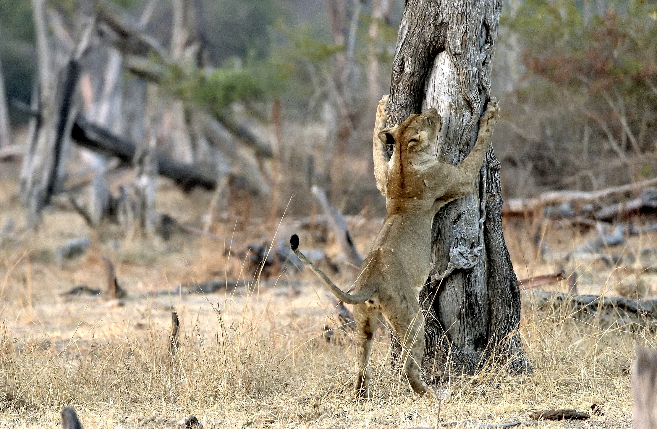 Zambia 2015 - Stiracchiata all'alba