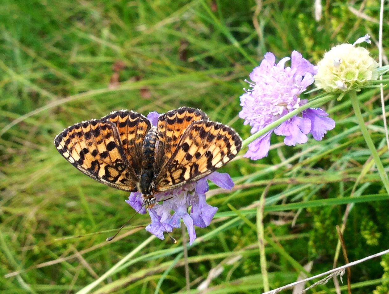 Butterfly Friulian Dolomites
