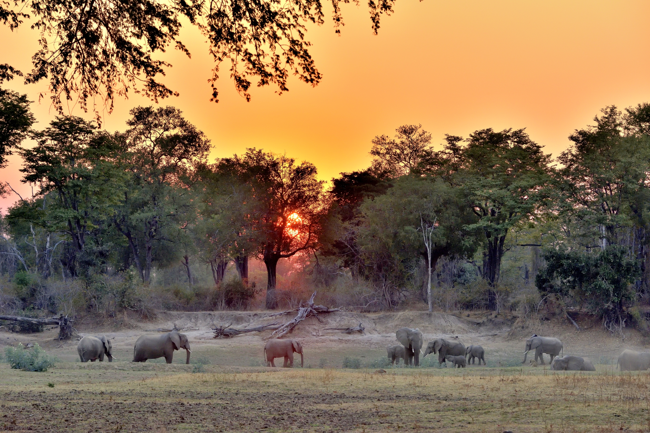Zambia 2015 - Tramonto sul Luangwa