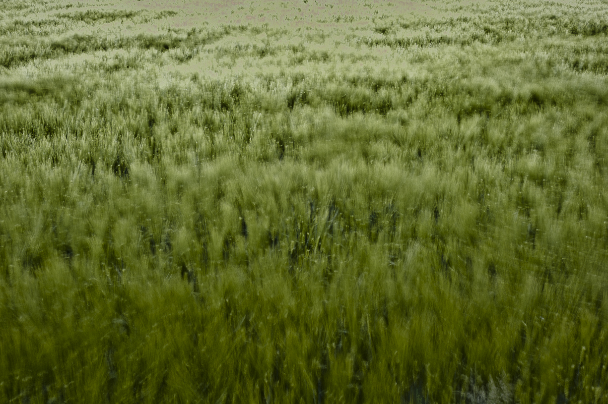 wind on wheat
