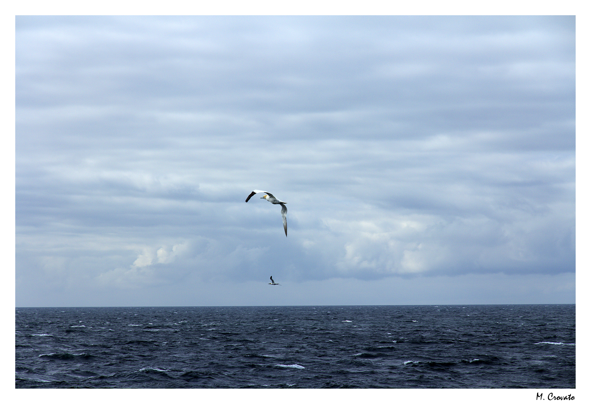 Bassana Sula (Morus bassanus Linnaeus, 1758)