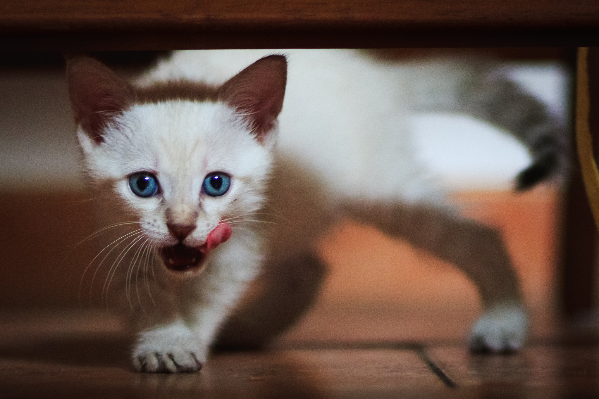 Hello everyone: I am Pixel