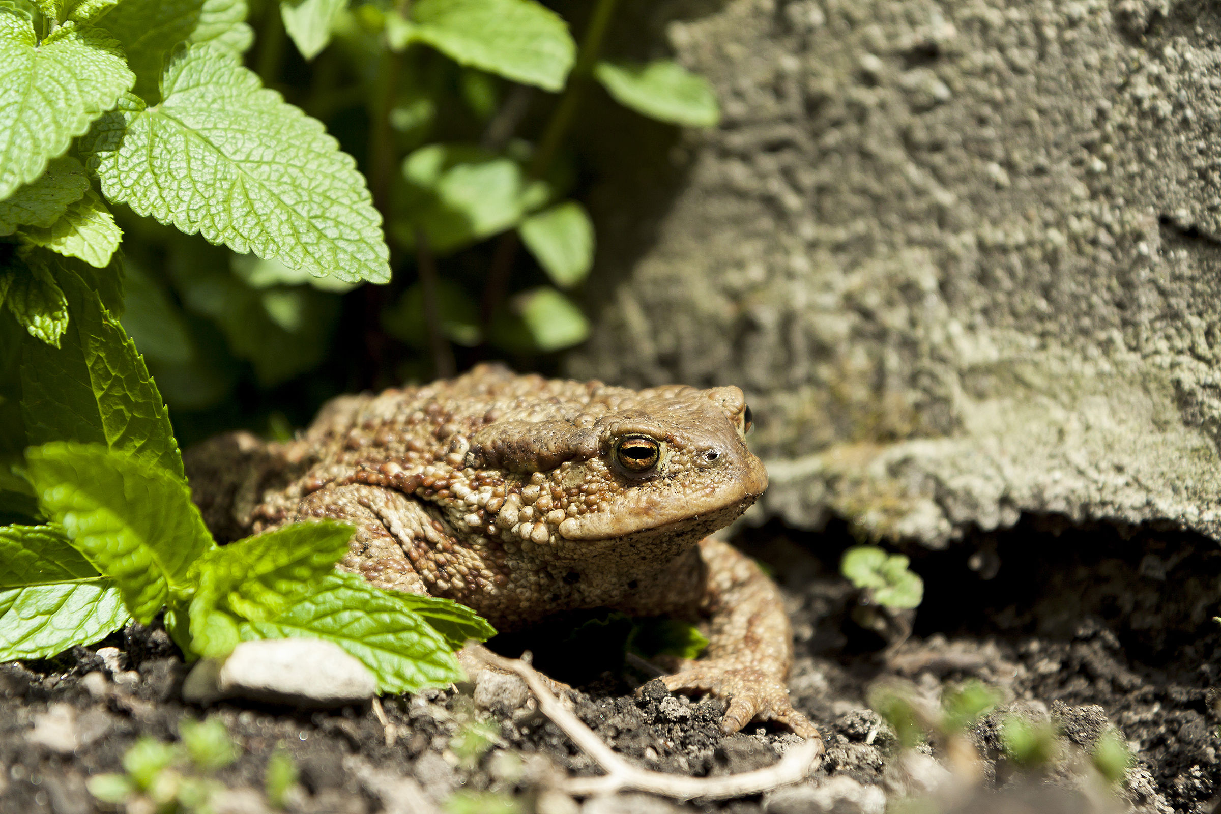 Toad
