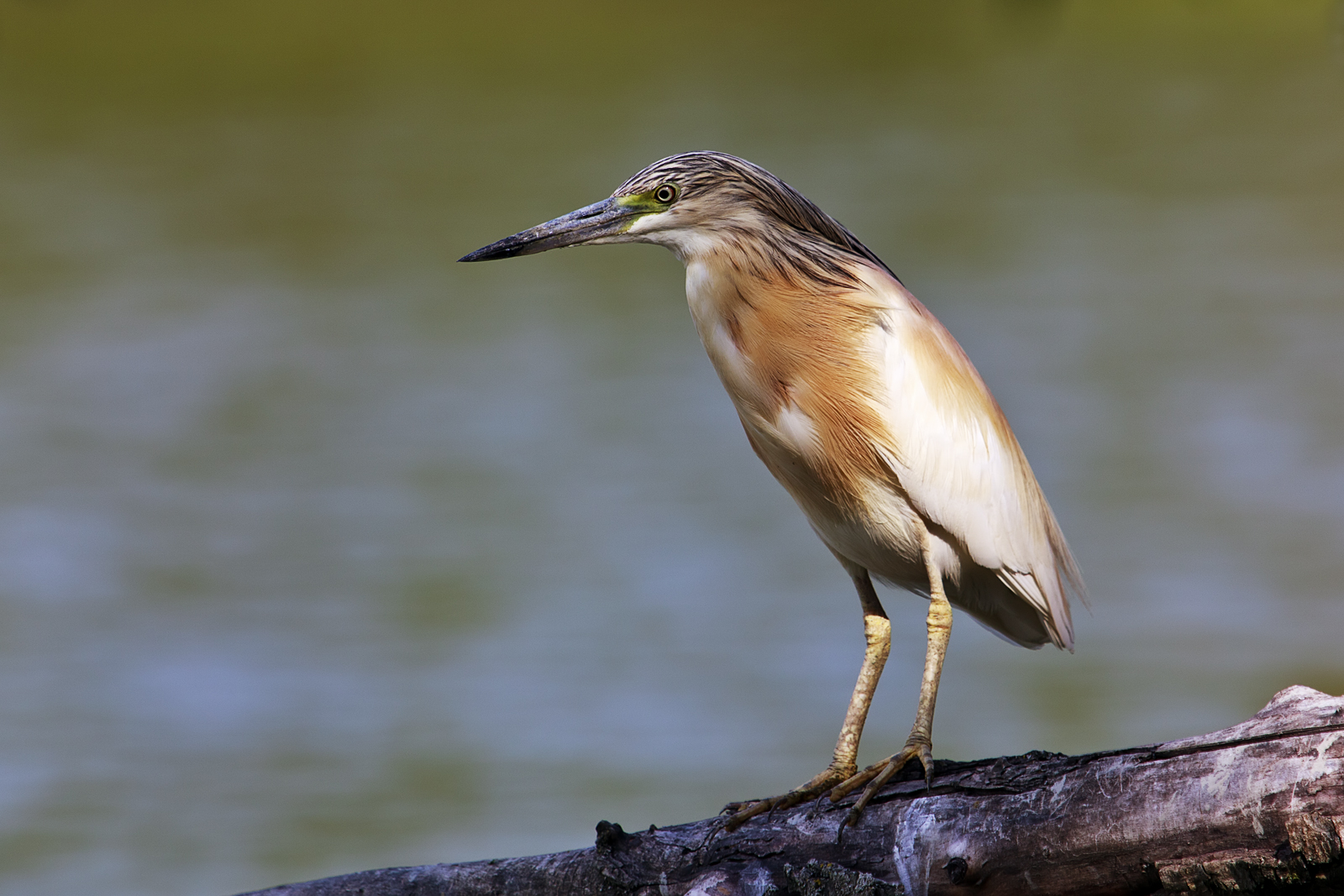 Squacco (Ardeola ralloides)