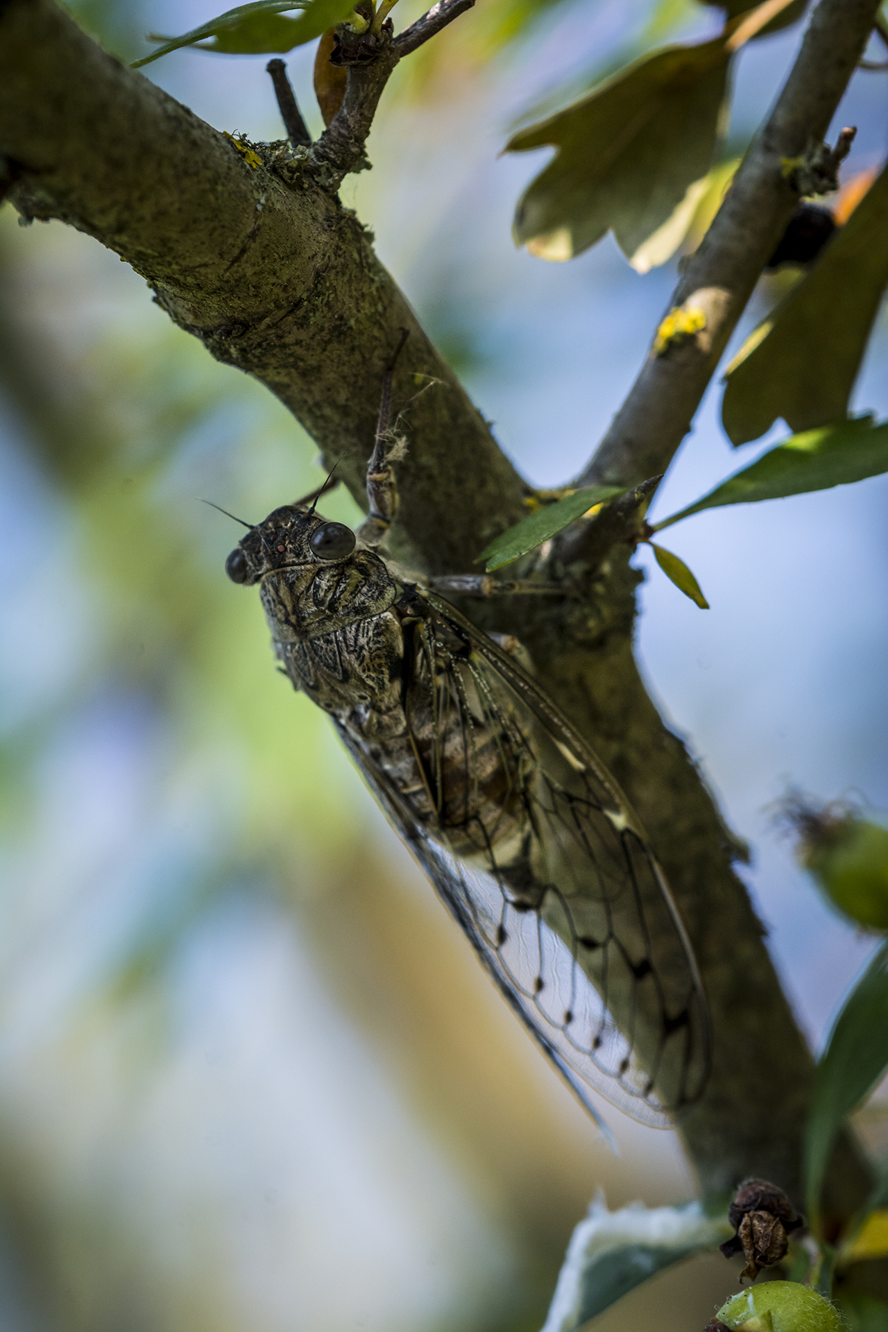 Cicadas cicadas cicadas