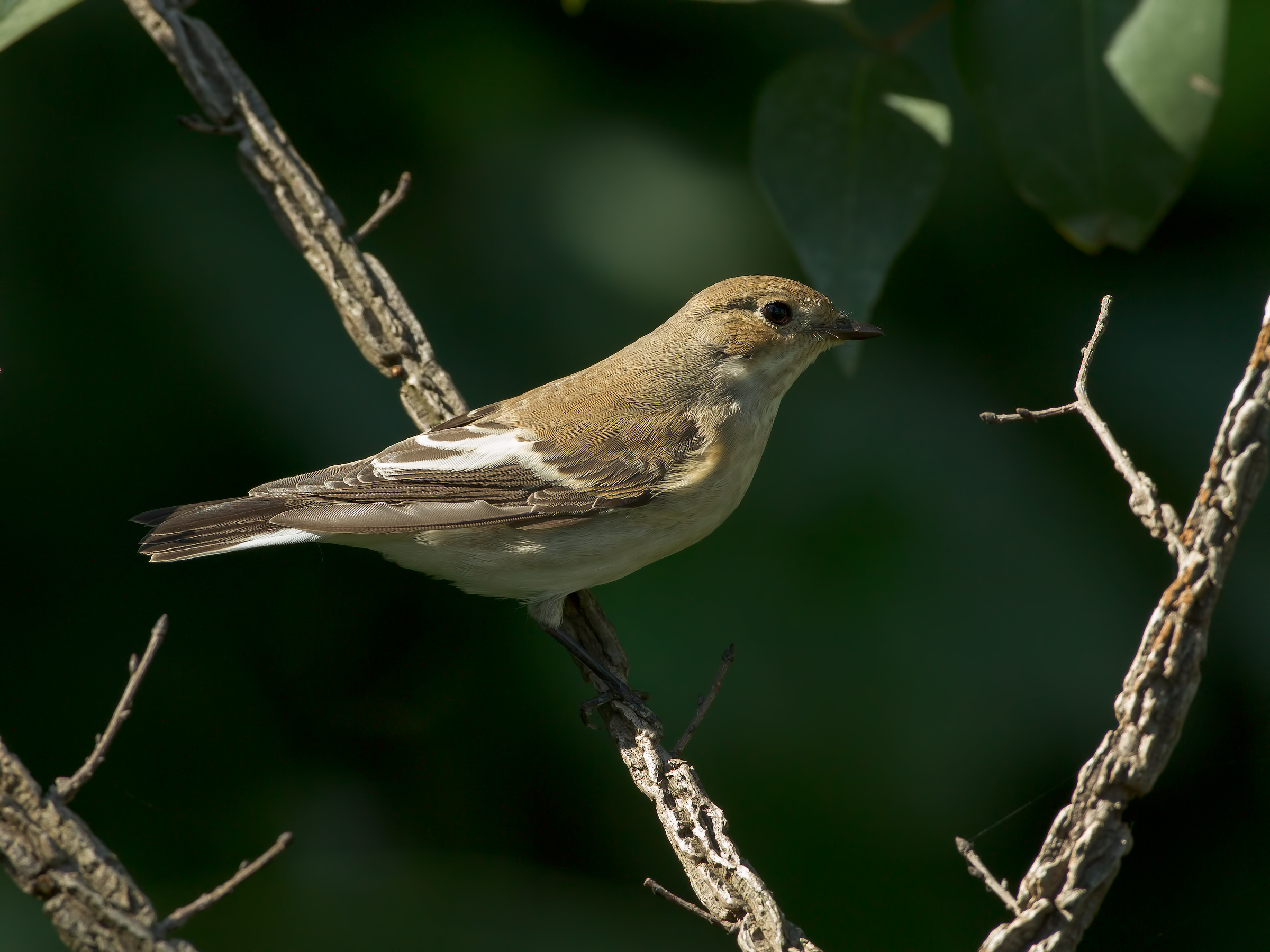 pied flycatcher