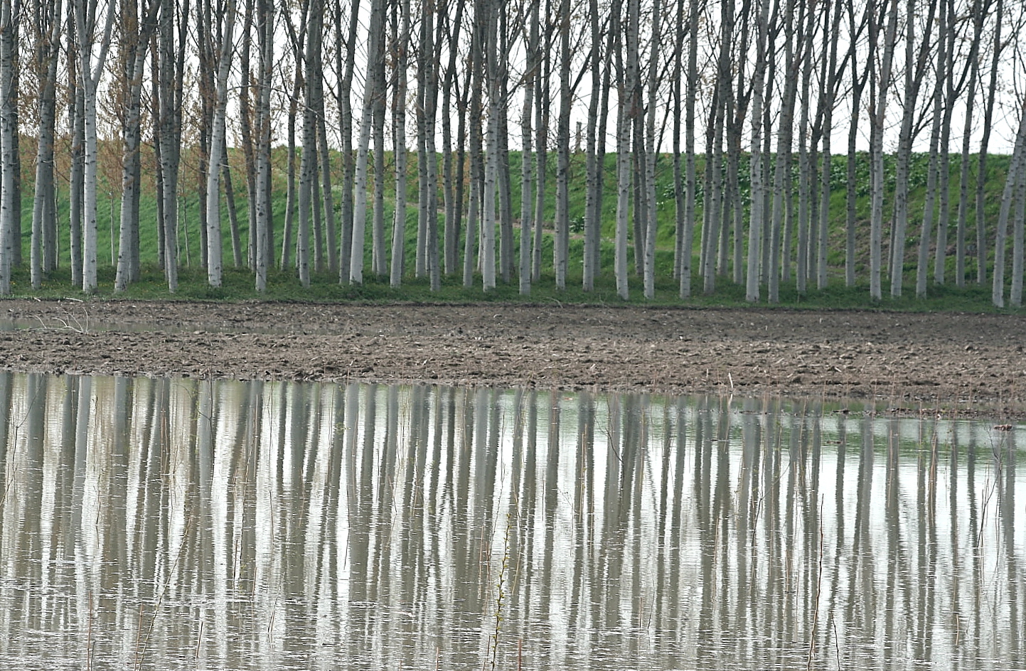 poplars