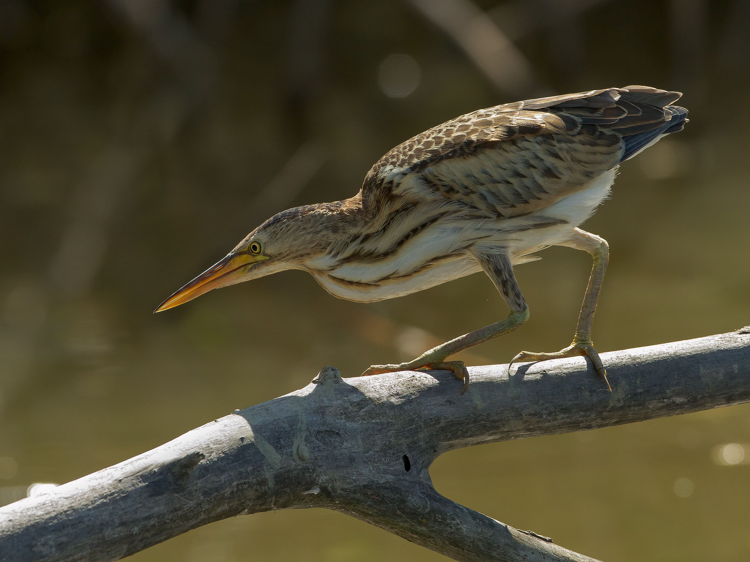 bittern