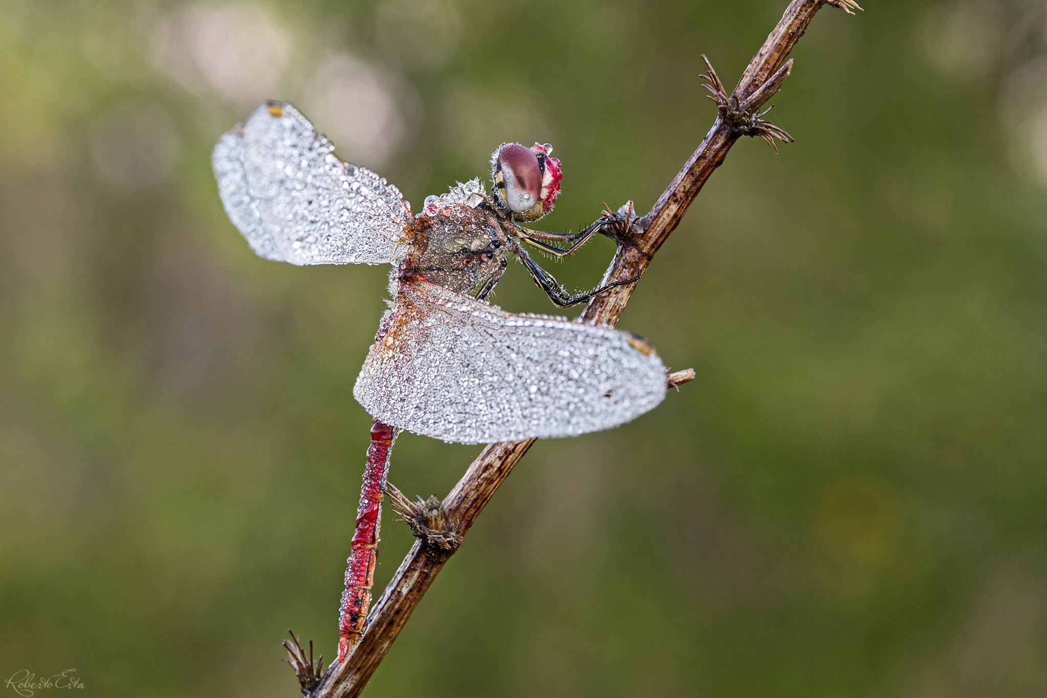 Dragonfly