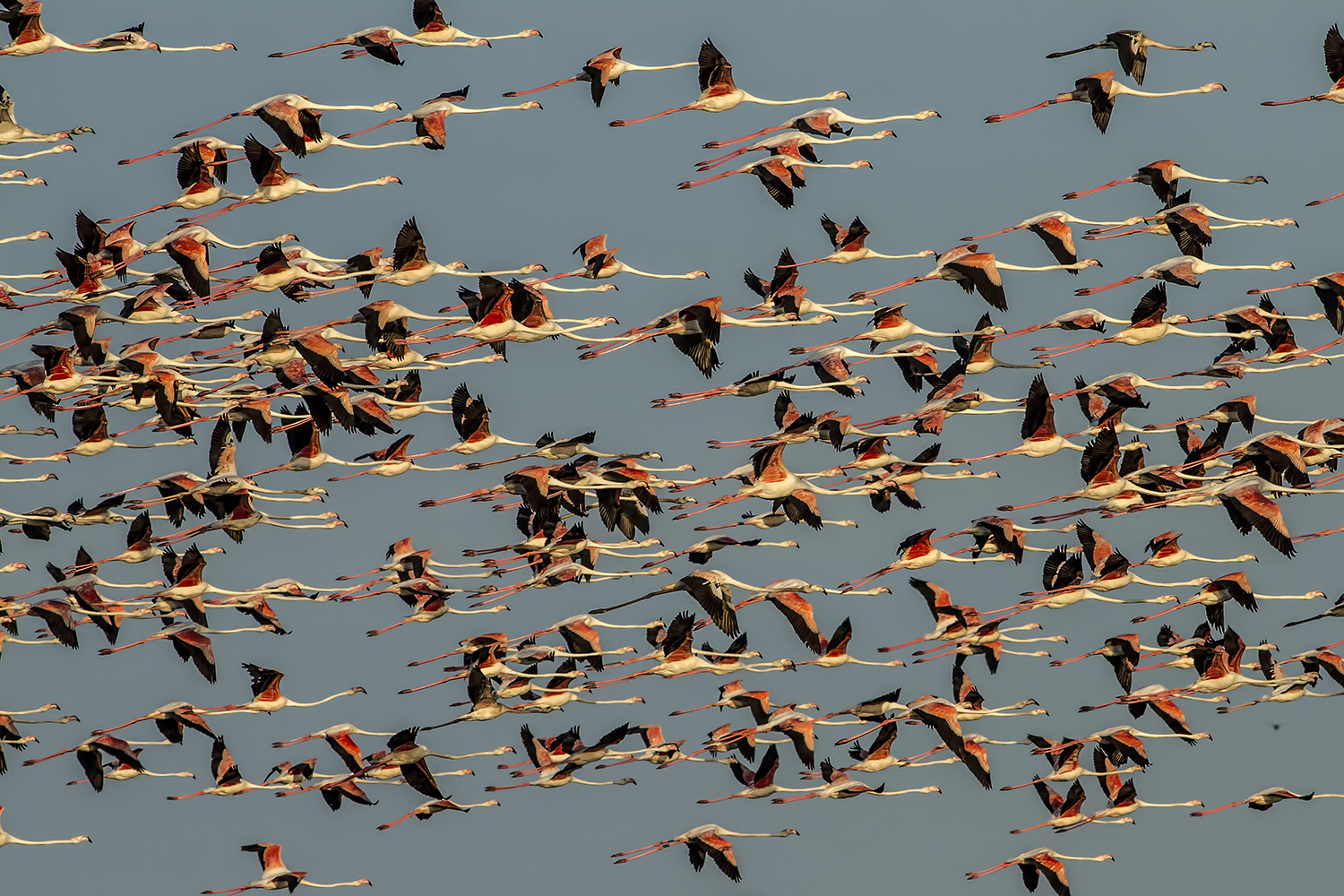 Cielo Rosa nel Delta del PO