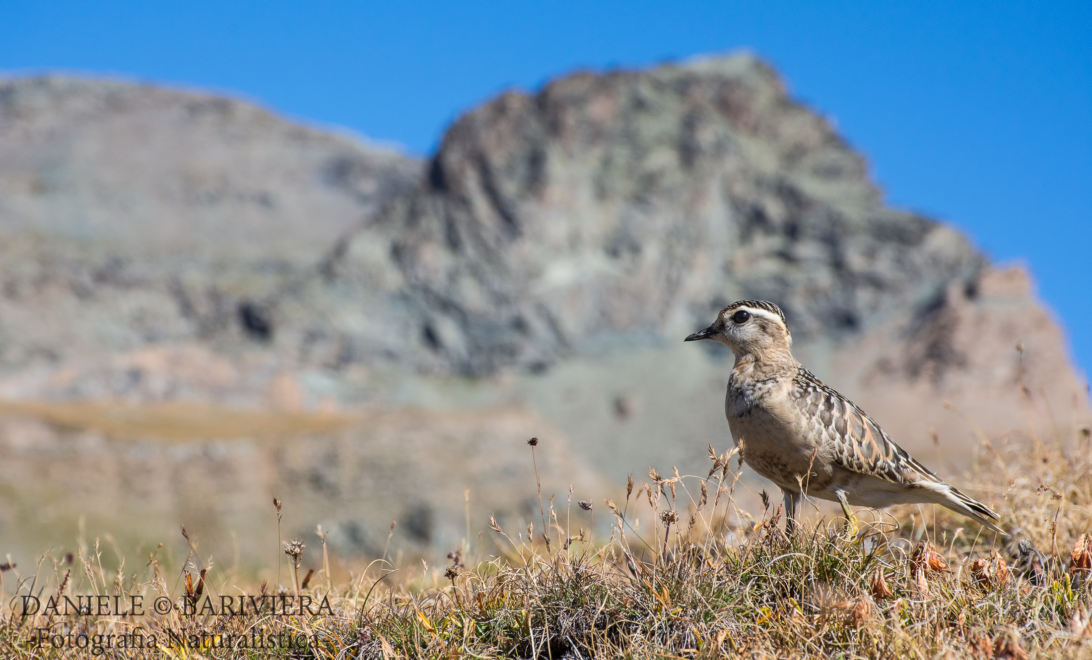 Il panorama del piviere...