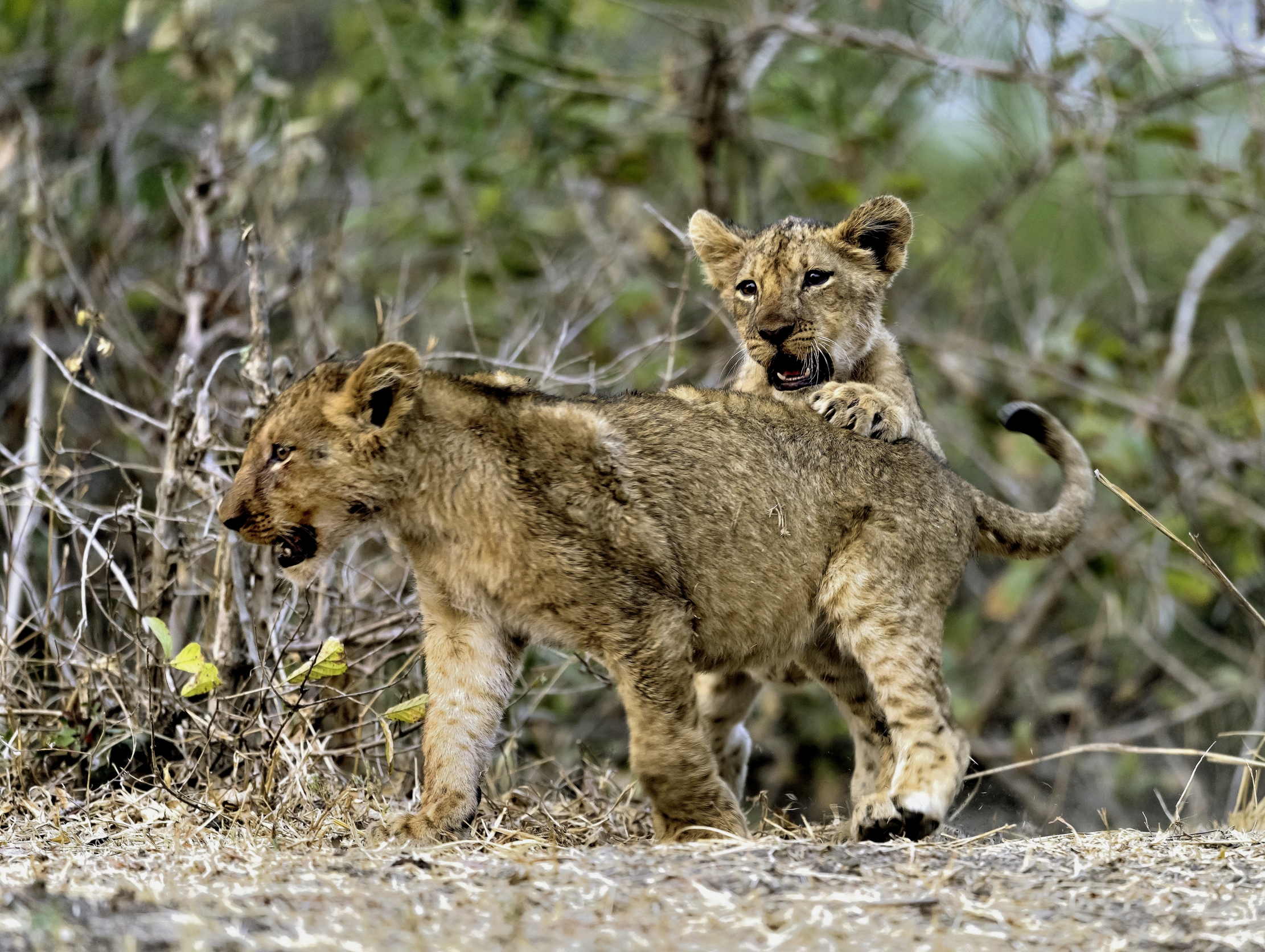 Zambia 2015 - Cuccioli