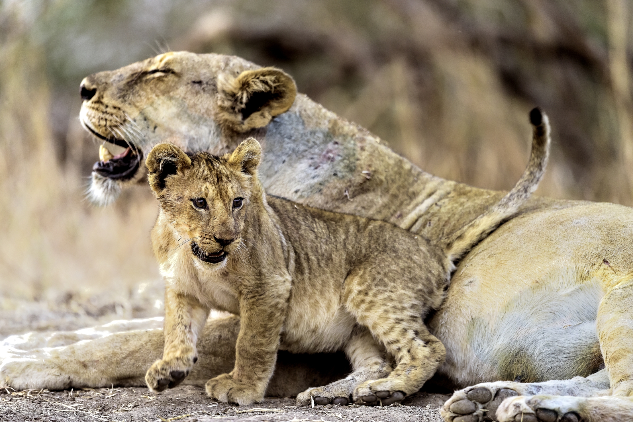 Zambia 2015 - Amore di mamma